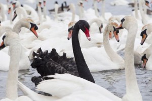 Romans didn’t know black swans ACTUALLY existed when they coined the phrase.