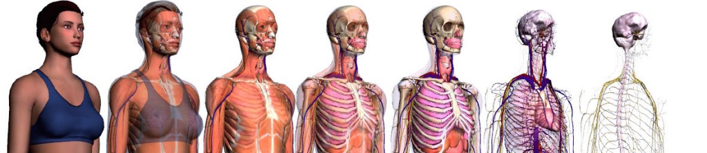 3D anatomy viewer, ZygoteBody.